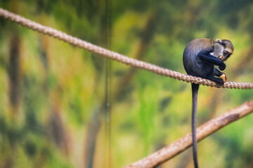 Poster - Campbell's Monkey sitting on a rope and eating