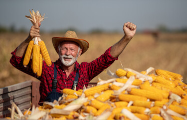 Canvas Print - Farmer holding corn cobs in trailer