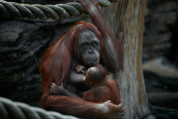 Wall Mural - Orangutan female breastfeeding her cub, close-up portrait. The cub of the orangutan eats breast milk