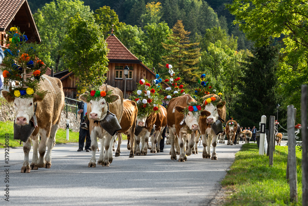 Charmey, Fribourg, Switzerland - 28 September 2019 : Farmers with a herd of cows on the annual transhumance at Charmey near Gruyeres, Fribourg zone on the Swiss alps - obrazy, fototapety, plakaty 