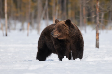 Wall Mural - brown bear in the snow