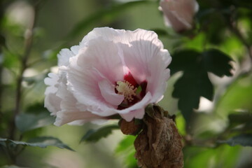 pink rose flower