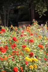 Wall Mural - flowers