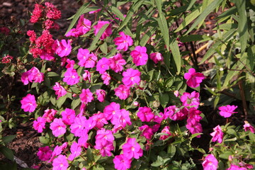 Wall Mural - purple and white flowers