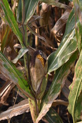 Wall Mural - Corn