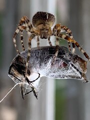 spider on web