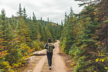 Canada Hiker Travel Woman Walking On Trail Hike Path In Forest Of Pine Trees. Canada Travel Adventure Girl Tourist Trekking In Outdoors Nature.