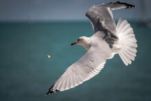 Close Up Wildlife Photograph Of A Gray, Black And White Seagull Swooping In With Wings Outstretched To Catch Piece Of Food Tossed Into The Air With The Blue Sky And Water Of Lake Michigan Background.