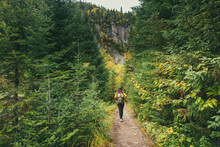Autumn Hike Through Nature. Hiker Woman Walking On Trail Path In Forest Of Pine Trees. Canada Adventure Travel Tourist With Backpack Trekking In Outdoors.
