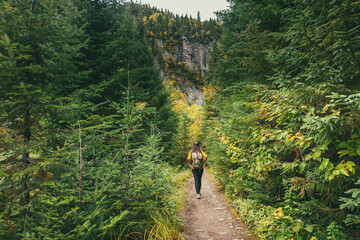 Autumn hike through nature. Hiker woman walking on trail path in forest of pine trees. Canada adventure travel tourist with backpack trekking in outdoors.