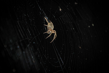 barn spider in web at night