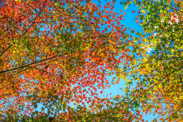 Wall Mural - Beautiful autumn maple leaves in sunlight. Autumn forest natural landscape