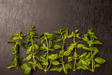 Sticker - ハーブ　バジル　Organically grown herb basil leaves
