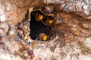 European hornets defend the entry of their hornets nest against invaders and are a dangerous and poisonous pest that build colony with stinging yellow jackets in tree trunks with aggressive attack