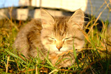 Fototapeta Zwierzęta - kitten basking in the sun close-up
