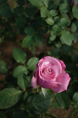 Canvas Print - Light Purple Flower of Rose 'Rose Ichikawa' in Full Bloom
