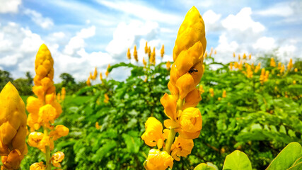 bright yellow colour flower in green field with its blue , colourful sky on background . close up cl