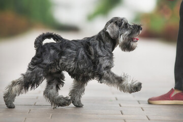 Miniature Schnauzer dog in park