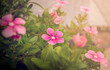 Background Catharanthus roseus Small flowers, pink purple, beautiful, sweet, large bush