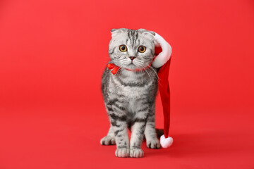 Wall Mural - Cute funny cat in Santa hat  on color background