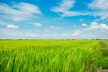 Beautiful view of agriculture green rice field landscape against blue sky with clouds background, Thailand. Paddy farm plant peaceful. Environment harvest cereal.