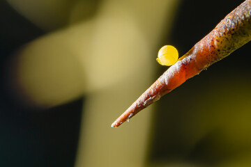 Wall Mural - The insect's egg stuck at the tip of the tree's thorn.