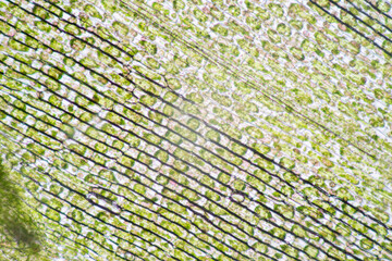 Cell structure Hydrilla, view of the leaf surface showing plant cells under the microscope for classroom education.
