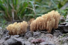 Amazing Yellow Mushroom Like Coral - Ramaria