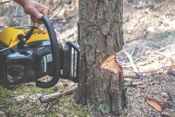 Poster - Chainsaw saws a pine tree in the forest. Cutting down trees, forest destruction. Close up of the lower part of a tree trunk, no face.