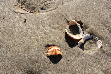 Striped beach  shells on wet sand