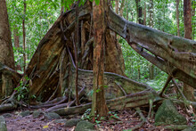 Australijski Las Deszczowy W Stanie Queensland