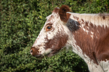 Fototapete - A close up profile portrait of the head of a brown and white cow. It has grass in its mouth