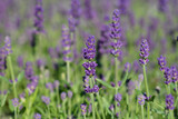 Fototapeta Lawenda - English lavender Ellagance Purple