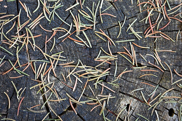 Ground cover in the forest