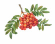 Red ripe rowan berries branch with green leaves ( known as the Sorbus aucuparia, mountain-ash, quick beam). Watercolor hand drawn painting illustration isolated on white background.