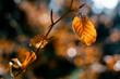 Herbstblätter im Wald, Herbstbeginn