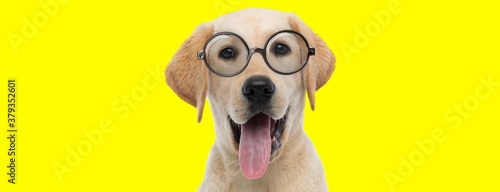 happy labrador retriever dog wearing glasses and panting © Viorel Sima