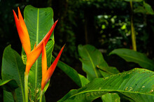 Exotic Orange Flowers In Costa Rica