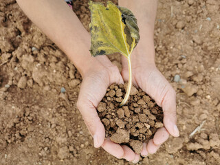 Take care of the planet. Mentalize everyone that our land is weakening. A plant dies in hands full of soil