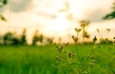 Wall Mural - selective focus grass flower branch on blurred bokeh green rice paddy field with orange sunset sky. 