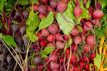 Wall Mural - Bunches of fresh red and Chioggia beets