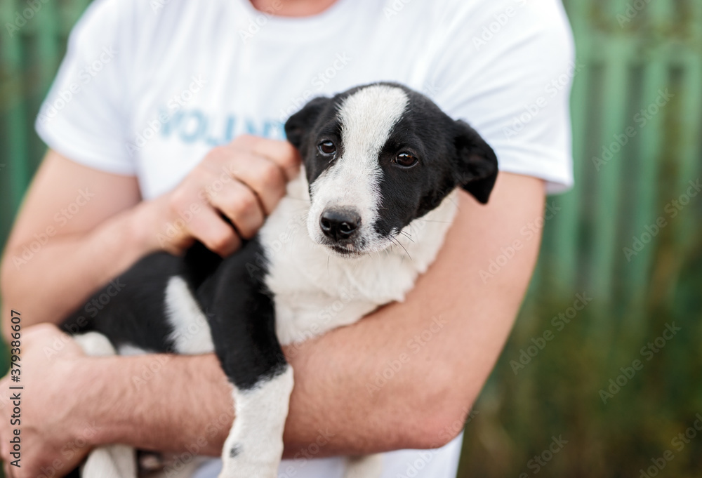 Cute homeless puppy in hands of volunteer