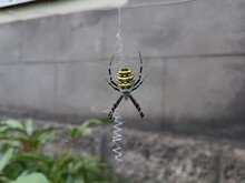 Spider On The Web