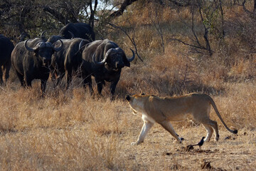 Wall Mural - The Transvaal lion (Panthera leo krugeri), young lioness in conflict with a herd of cape buffalo.Lions on a buffalo hunt.