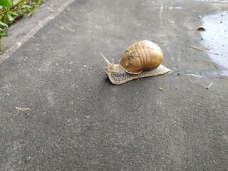 snail on the road