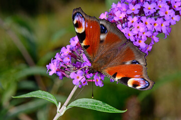 Poster - European peacock / Tagpfauenauge (Aglais io)