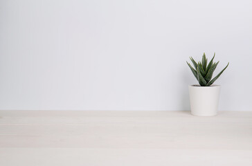 Mini plant succulent on wooden white desk, little plant and leaf in potted on table, copy space, nobody, tree in pot for decoration in home, texture background, spring and summer.