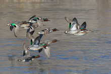 Eurasian Teals (Anas Crecca) Flying Above The Water