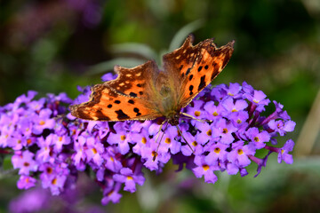 Poster - Comma, Anglewing / C-Falter (Polygonia c-album) 