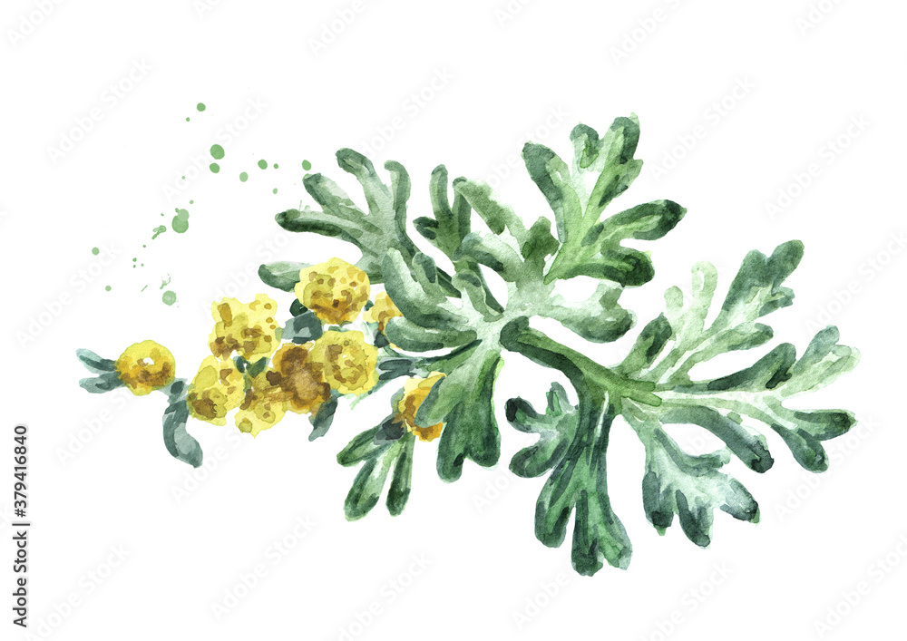 Sprigs, leaf anf flowers of medicinal plant wormwood. Hand drawn watercolor illustration, isolated on white background - obrazy, fototapety, plakaty 